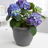 Bloem AP12908 Ariana Self Watering Planter 12", Charcoal Gray