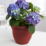 Bloem AP1613 Ariana Self Watering Planter 16" Burnt Red