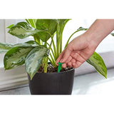 Miracle-Gro Indoor Plant Food Spikes, Includes 24 Spikes - Continuous Feeding for all Flowering and Foliage Houseplants - NPK 6-12-6