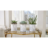Espoma Organic Cactus! Plant Food, Natural & Organic Fertilizer for all Cactus,