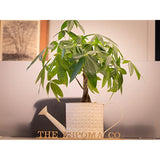 Espoma 8 Ounce Concentrated Organic Indoor Plant Food - Indoor Plant Fertilizer For Large & Small Plants Like Pothos, Fiddle Leaf Fig, Monstera, Snake & Palms - Pack of 2
