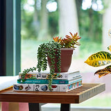 Fiskars 10 Inch Ariana Planter with Self-Watering Grid, Chocolate