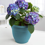 Bloem AP1026 Ariana Self Watering Planter 10", Bermuda Teal Green
