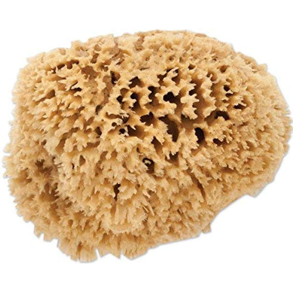 The Natural Sea Sponge, 7 to 8-Inch, Wool