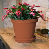 Bloem Terrapot 5.5 in. H x 6 in. Dia. Resin Traditional Terracotta Clay Planter