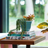 Bloem AP1026 Ariana Self Watering Planter 10", Bermuda Teal Green