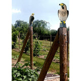 Bird-X Falcon Predator Decoy Bird Scare