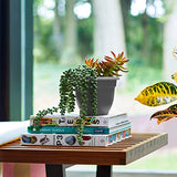 Bloem AP16908 Ariana Self Watering Planter 16", Charcoal Gray