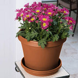 Bloem Terrapot 5.5 in. H x 6 in. Dia. Resin Traditional Terracotta Clay Planter