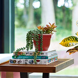 Bloem AP1613 Ariana Self Watering Planter 16" Burnt Red