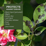Natria 707100 Insect, Disease, & Mite Control for Indoor and Outdoor Plants, 24-Ounce, Ready-to-Use