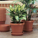 Bloem Terrapot 5.5 in. H x 6 in. Dia. Resin Traditional Terracotta Clay Planter